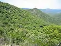 Bewaldete Hügel im Massif des Maures