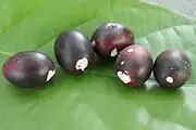 Karanda (Koranda)