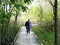 Plankenweg durch den Sumpf