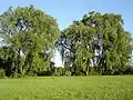 Liegewiese