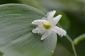 Blüte