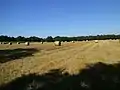 Feld zwischen Eilendorf und Immenbeck.