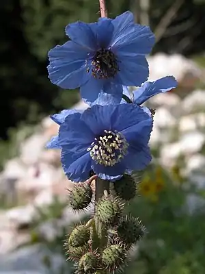 Stachliger Scheinmohn (Meconopsis horridula Hook. f. & Thomson): Sie ist im Himalaya verbreitet.