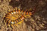 Die größten Hundertfüßer-Arten gehören zu den Skolopendern (Scolopendromorpha), die auch Riesenläufer genannt werden. Im Bild die europäische Art Scolopendra cingulata