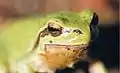 Mittelmeer-Laubfrosch