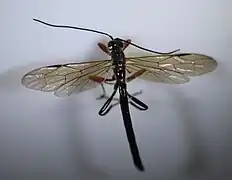♂ Dorsalansicht