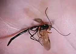 ♂ Seitenansicht
