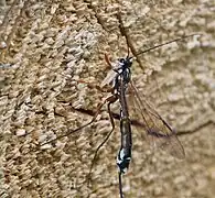 ♀