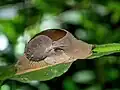 Megaustenia siamensis im Cuc Phuong Nationalpark