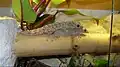 Adulte Marmorgeckos bei der Paarung