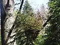 Melampsorella caryophyllacearum (Geäst)