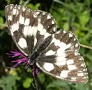 Schachbrett(Melanargia galathea)