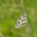Schachbrett (Melanargia galathea)
