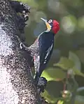 Goldmaskenspecht (Melanerpes flavifrons)