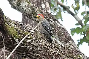 Yucatánspecht (Melanerpes pygmaeus)