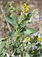 Habitus, Laubblätter und Blütenstände von Melilotus italicus