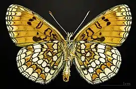 ♂  △