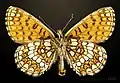 Melitaea aurelia ♂ Flügelunterseite