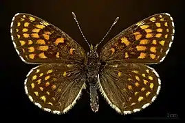 ♂