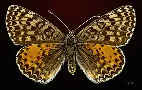 Roter Scheckenfalter ♀