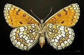 ♀ △