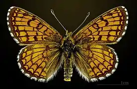 ♂