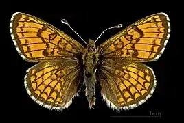 ♂