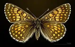 ♀