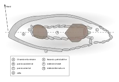 Plan der Allée couverte von Pors Poulhan