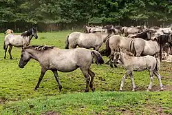 Dülmener Pferde im Merfelder Bruch