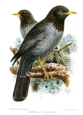 Somalidrossel illustriert von John Gerrard Keulemans
