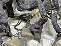 Schönnatter in französischem Zoo