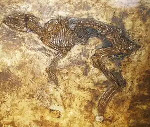 Grube Messel