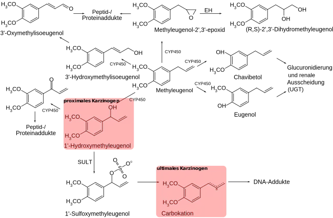 Metabolisierung von Methyleugenol