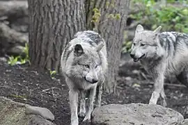 Mexikanische Wölfe