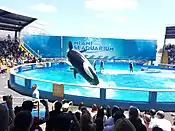 Orca im Miami Seaquarium