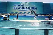 Delfinshow