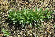 Mibuna (Brassica rapa var. laciniifolia subvar. oblanceolata)