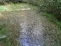 Oberer Teich