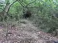 Durch die Hecke
