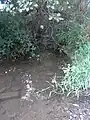 Mündung Abwassergraben