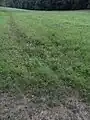Zufluss aus der Au