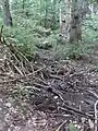 Erlengesäumt