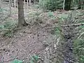 Im Mischwald