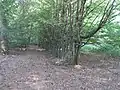 mittig