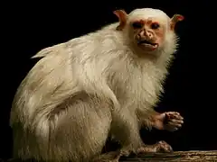 Silberäffchen (Mico argentatus)