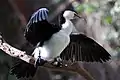Australische Zwergscharbe  (Microcarbo melanoleucos)