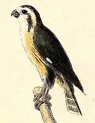 Kittlitz (1832): Kupfertafeln zur Naturgeschichte der Vögel, plate 3, fig. 2.