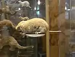 Nordische Wühlmaus