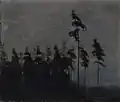 Wald (1907)
